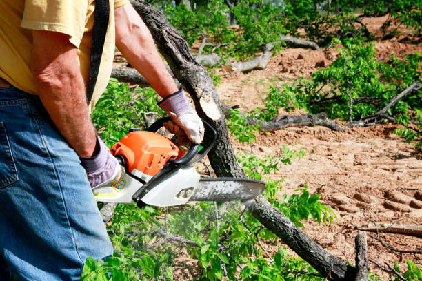 Emergency Storm Tree Removal in Shenandoah, VA